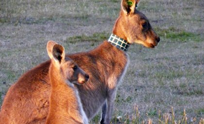 The study on kangaroos and their offspring lasted six years. Credit: Wendy King The study on kangaroos and their offspring lasted six years. Credit: Wendy King